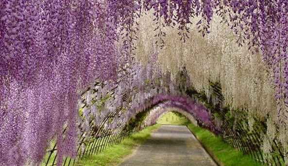 The Wisteria tunnel in the Japanese city of Kitakyushu