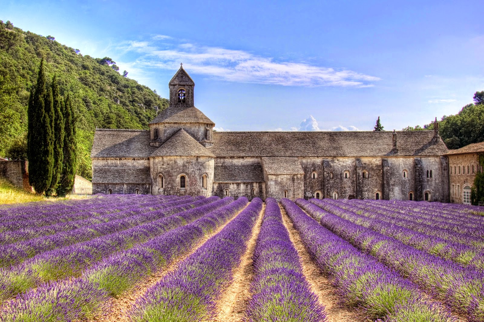 The flowering lavander in Provence for spring