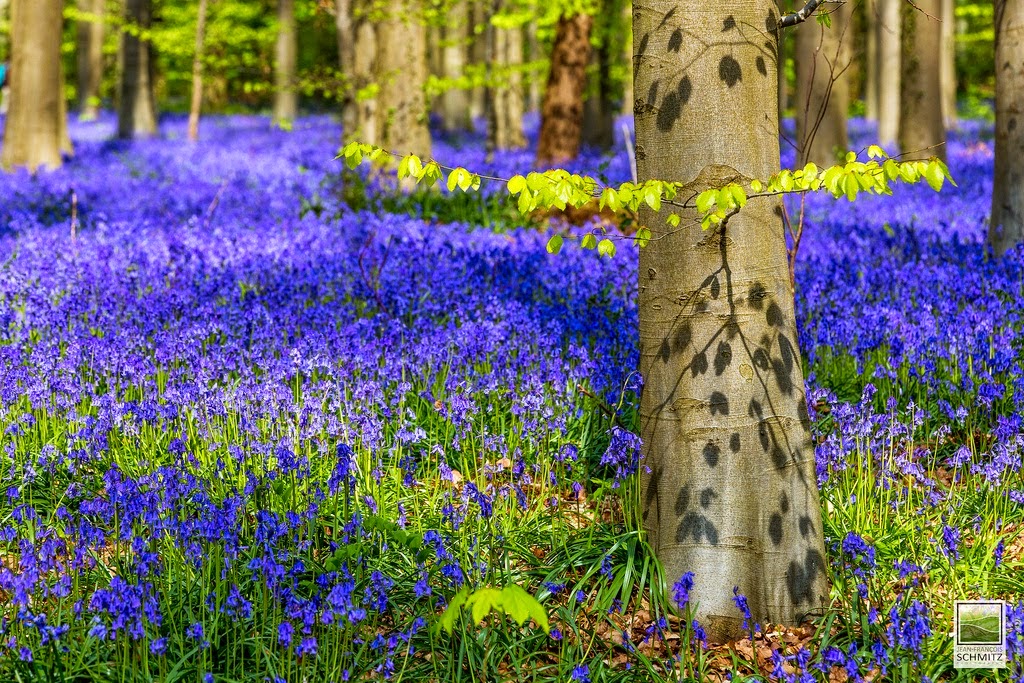 blooming at Blue Forest in Belgium for spring