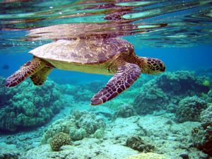 Swimming with turtles in the top beaches in the Maldives